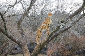 Fototapeta na wymiar 大自然で狩りをして木の上に登る野生動物のチーター