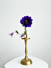 Fresh blue anemone with tiny flowers in golden candlestick on light background. Original home decor