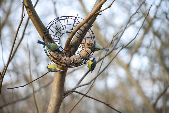 Cute birds, great tit and blue tit on a bird feeder in popular park (Tiergarten) in winter in Berlin - Germany
