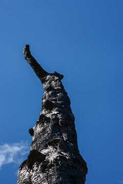 Burned Clanwilliam Cedar tree 12690
