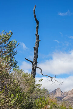 Burned Clanwilliam Cedar tree 12685