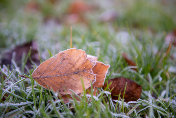 Close up image of orange leaf covered in front on a winters day 