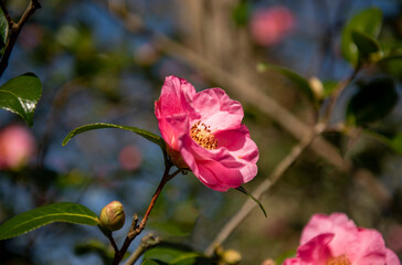 Pink floribunda rose on tree in winter 