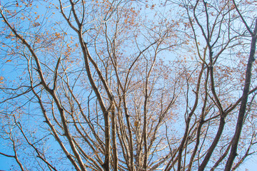 Corn plants with burned leaves growing against cloudy blue sky after herbicide spraying on summer day in agricultural field