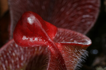 Red hairy pitcher of Heliamphora minor var. pilosa, detail of lid and mouth, in natural habitat on...
