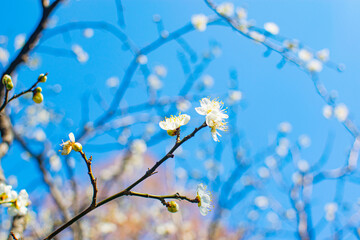Corn plants with burned leaves growing against cloudy blue sky after herbicide spraying on summer day in agricultural field