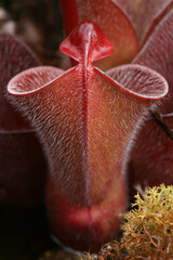 Red hairy pitcher of Heliamphora minor var. pilosa, in natural habitat on Auyan tepui, Venezuela
