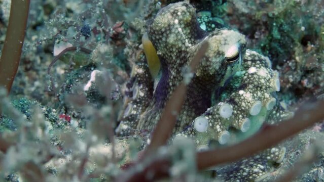 Close-up of head and eyes of an octopus on underwater seabed. They feed on variety of prey, including crustaceans and mollusks, using their sharp beaks to capture and devour their food.