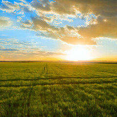 Plakat summer green rural wheat field at the sunset, seasonal agricultural background