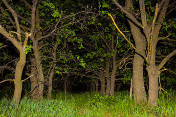 night oak grove in light of lantern