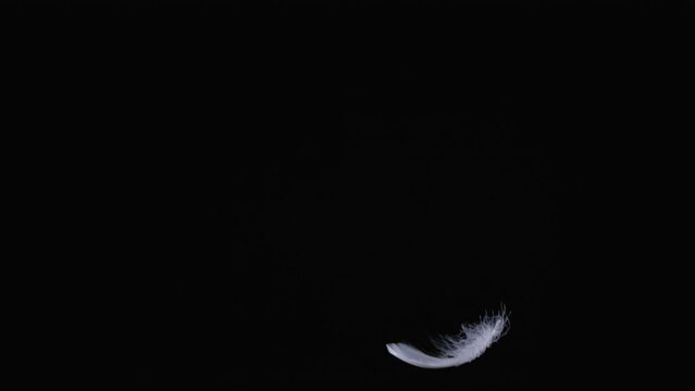Beautiful texture of one flying white feather  for using in composition,  on black background isolated. Screen mode for blending or transitions.  Slow motion 200 fps