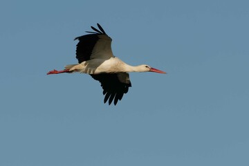 White Stork (Ciconia ciconia) in flight