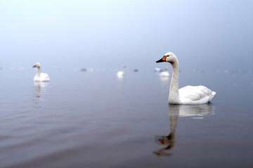 霧の中に湖面に佇む白鳥