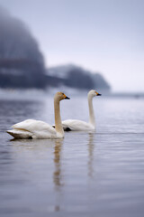 猪苗代湖に浮かぶ白鳥