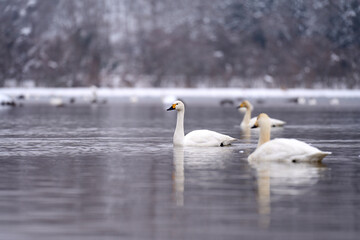 猪苗代湖に浮かぶ白鳥の群れ