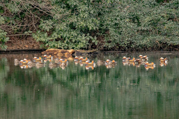 オシドリのいる風景！
オシドリが自然のまま餌付けなどなしで集団越冬する場所が貴重になってきています。
ましてや都会の公園で集団越冬はなかなか見ることが出来ません。
このポイントは海外からもわざわざ写真を撮りに来る方がいるポイントです。