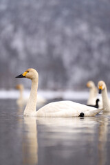 猪苗代湖に浮かぶ白鳥の群れ