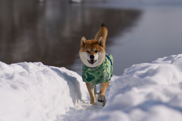 雪の中をこちらに向かってくるかわいい柴犬