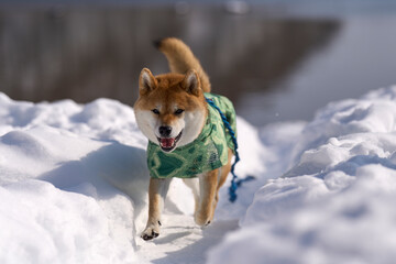 雪の中を走る柴犬