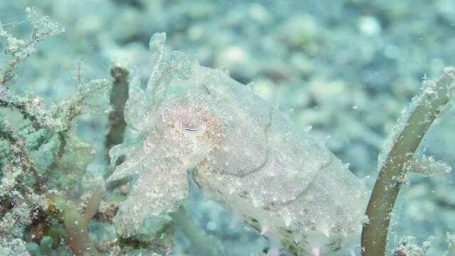 Transparent Cuttlefish are fascinating creatures of sea with unique abilities. Cuttlefish have a unique internal shell called a cuttlebone, used for buoyancy control.