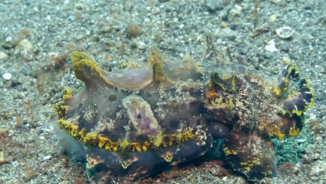 Underwater shining cuttlefish Metasepia pfefferi it changes color. Cuttlefish changes color from camouflage color of day to bright color.
