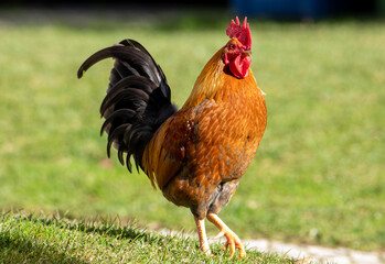 A close-up of a red rooster