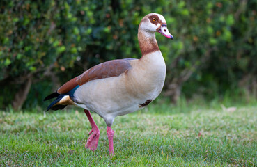 a close-up of a Nile goose (Alopochen aegyptiaca) on the ground