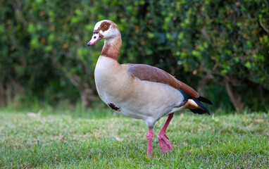 A close-up of a Nile goose (Alopochen aegyptiaca) on the ground