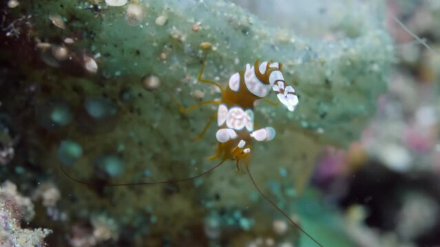 Sexy shrimp with white patches on underwater seabed. Shrimp Thor amboinensis, is fascinating crustacean creature with an exoskeleton found in oceans around world.