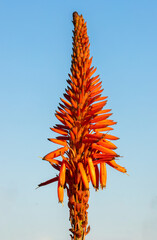 A close-up of an aloe vera flower