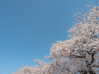 満開の桜
