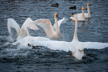 Whooper swans wintering on a lake in the Altai Territory