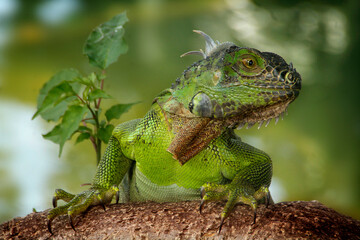 Naklejka na ściany i meble Iguana is a genus of lizard that lives in the tropics. Anolis carolinensis or green anole is a species of tree-dwelling anole lizard, macro lizard, macro iguana, nature