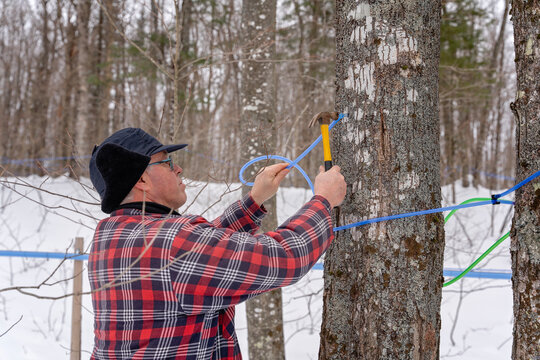 Maple tree tapping or tapping maple tree using plastic tubes to collect the sap in a sugar bush located in Quebec, Canada. 