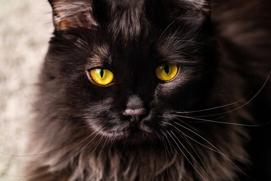 Portrait of black cat with yellow eyes. European Maine Coon cat close up photo
