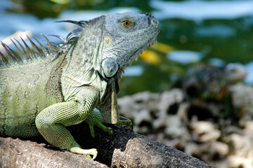 Iguana is a genus of lizard that lives in the tropics. Anolis carolinensis or green anole is a species of tree-dwelling anole lizard, macro lizard, macro iguana, nature