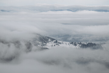 Fototapeta premium Dragobrat, Ukraine mountain landscape with fog and fir trees.