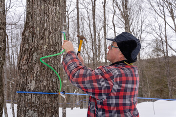 Obraz premium Tapping maple tree or maple tree tapping using modern plastic tubing to collect sap in a sugarbush located in Quebec, Canada. 