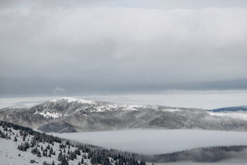 Obraz premium Dragobrat, Ukraine mountain landscape with fog and fir trees.