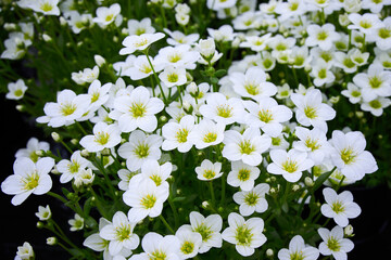 Obraz na płótnie Canvas Saxifraga small white flowers, Saxifraga arendsii Adebar Saxifragaceae family perennial flowering plant