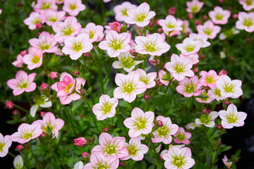 Saxifraga small white flowers, Saxifraga arendsii Adebar Saxifragaceae family perennial flowering plant