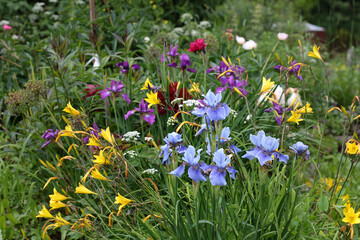 Garden with colorful flowers of irises, daylilies.