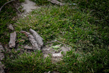 Selective blur on a European common toad, a green toad, hidden in the grass and mud of a swamp, observing and staring with his eye bulbs. It is a amphibian often found in the waters of Europe..