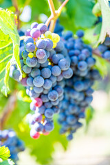 Close-up blue wine grapes hang on a vine plant in a wine country during autumn, green leafs around the grapes