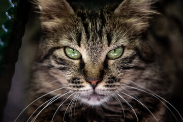 Naklejka na ściany i meble Selective blur on a determined stray tabby cat, looking and staring at the camera with its green eyes in the streets of Istanbul, Turkey, known for its street stray cat population. .