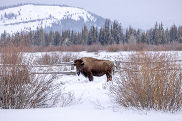snowy faced bison in winter in Wyoming © christy