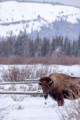 snowy faced bison in winter in Wyoming