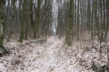 Winter forest in the Kyiv region