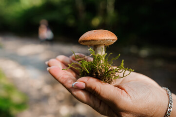 White mushroom with root and moss on the palm