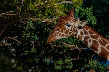 giraffe in the wild